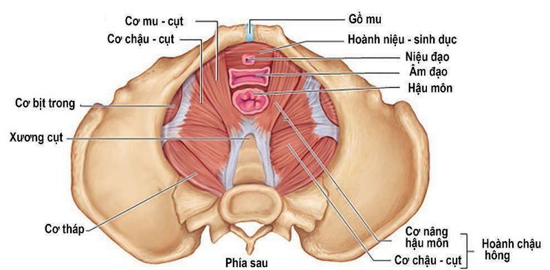 Đáy chậu