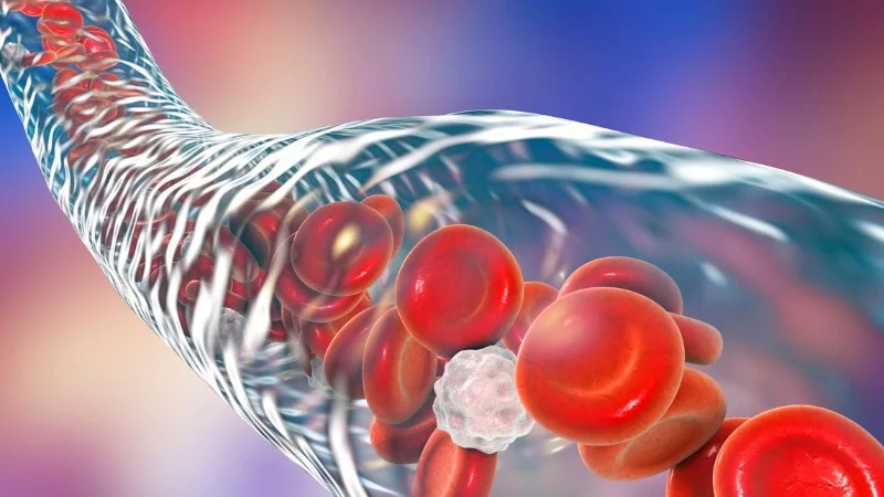 Cải thiện hệ miễn dịch, tiêu hóa và chăm sóc sắc đẹp